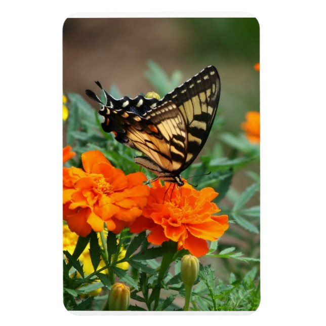 Butterfly on Orange and Yellow Flowers Premium Magnet (Vertical)