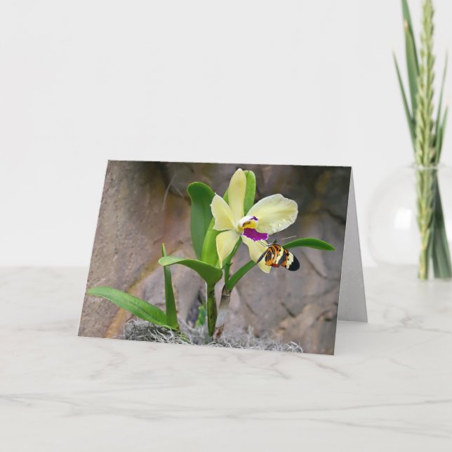butterfly on orchid card (Front)