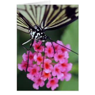 Butterfly on Pink Flower