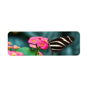 Butterfly on Pink Flower Photography