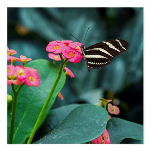Butterfly on Pink Flower Photography Poster