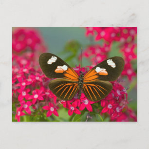 Butterfly on Pink Flowers Postcard