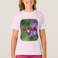 Butterfly On Purple Aster Nature