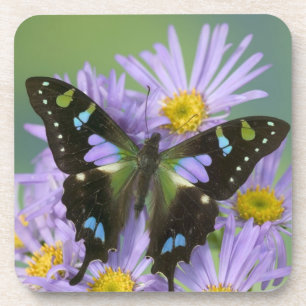 Butterfly on Purple Coaster