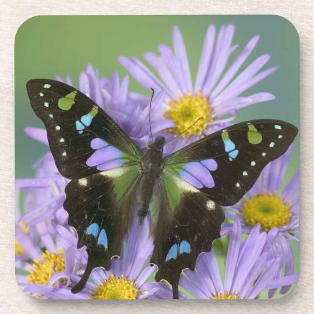 Butterfly on Purple Coaster (Front)