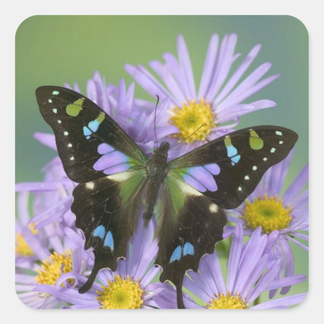 Butterfly on Purple Flower Square Sticker (Front)