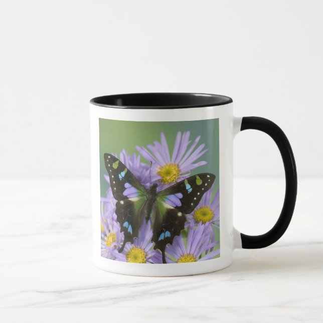 Butterfly on Purple Mug (Right)
