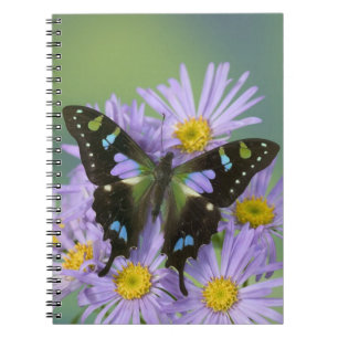 Butterfly on Purple Notebook