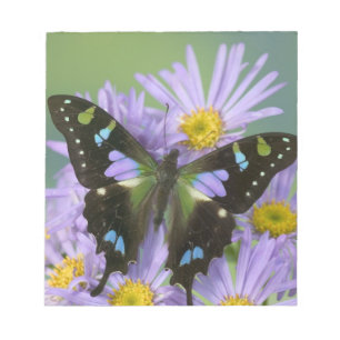 Butterfly on Purple Notepad