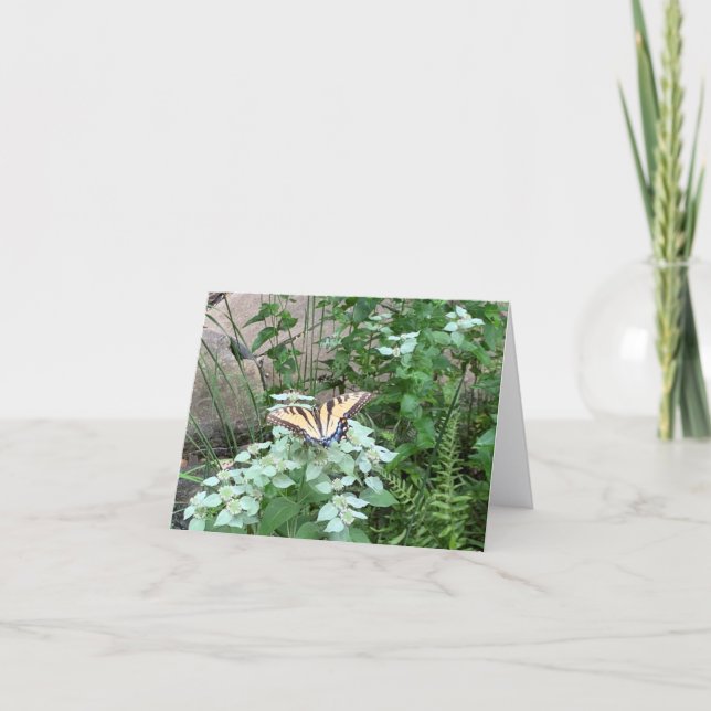 Butterfly on Pycnanthemum (Mountain Mint) card (Front)