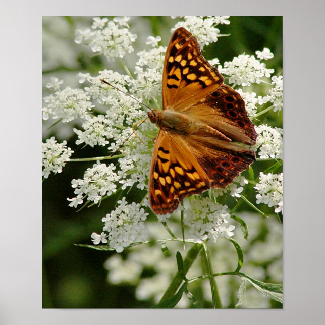 Butterfly on Queen Anne's Lace Poster (Front)