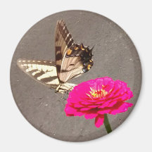 Butterfly on Red Zinnia with Pavement Background M