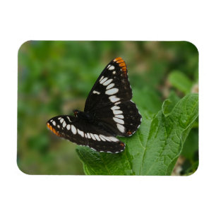 Butterfly on Snowball bush Magnet
