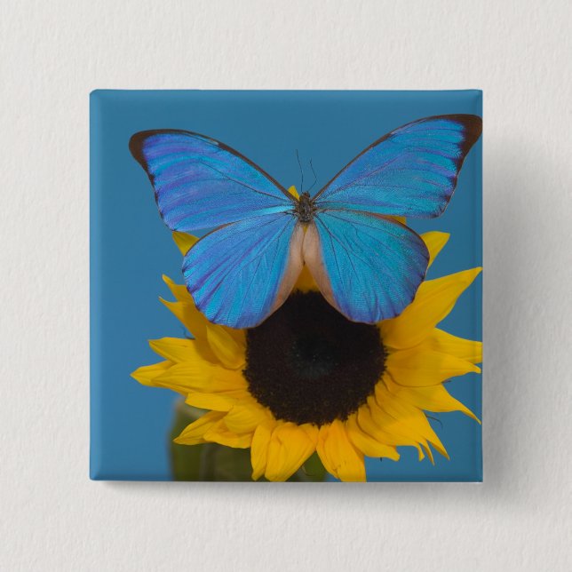 Butterfly on Sunflower 2 Inch Square Button (Front)