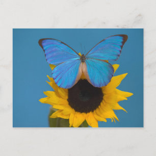 Butterfly on Sunflower Postcard