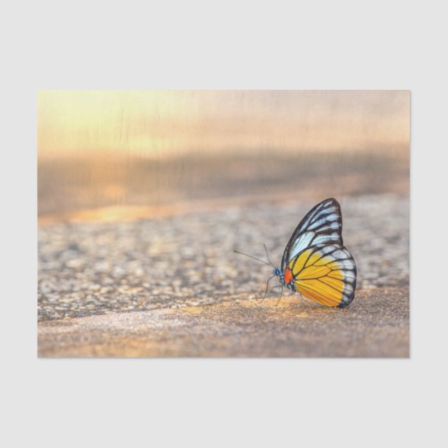 Butterfly on The Beach Tissue Paper (Front)