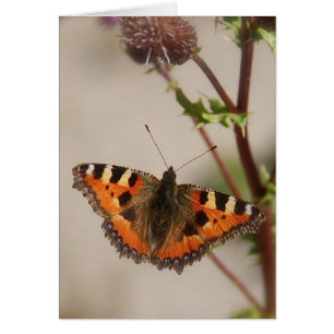 Butterfly on Thistle Card