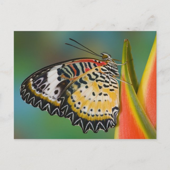 Butterfly on Tropical Flower Postcard (Front)