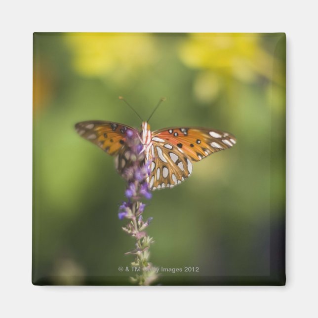 Butterfly on wildflowers magnet (Front)