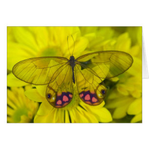Butterfly on Yellow