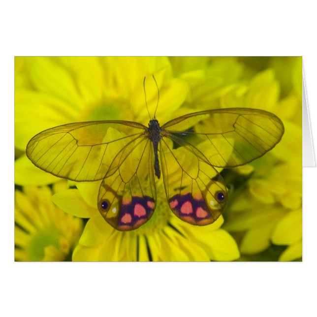 Butterfly on Yellow (Front Horizontal)
