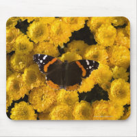 Butterfly on yellow asters