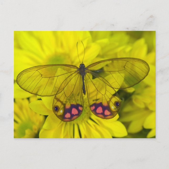 Butterfly on Yellow Flowers Postcard (Front)