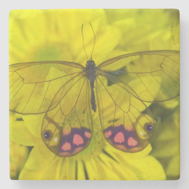 Butterfly on Yellow Flowers Stone Coaster (Front)