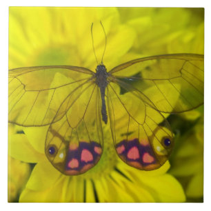 Butterfly on Yellow Flowers Tile