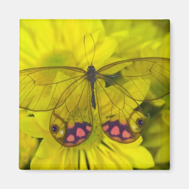 Butterfly on Yellow Magnet (Front)