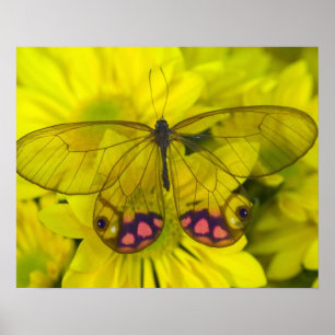 Butterfly on Yellow Poster