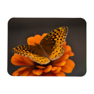 Butterfly On Zinnia Magnet