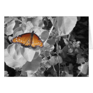 Butterfly Orange Monarch Black White Leaves Nature