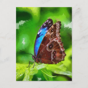 Butterfly painting postcard