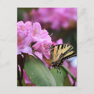 Butterfly Paradise Postcard