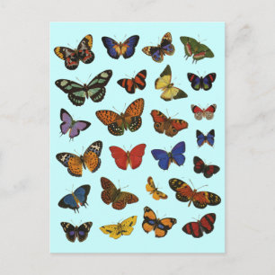 Butterfly Pattern – Nature-Inspired Botanical Postcard