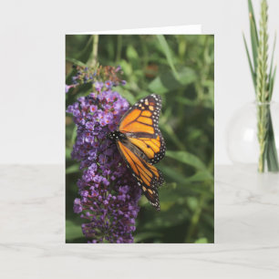 Butterfly photo card