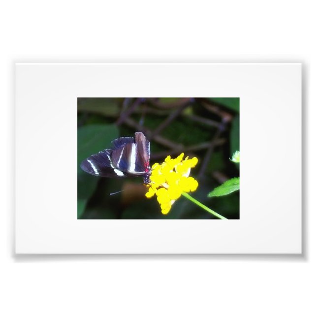 Butterfly Photo Print (Front)