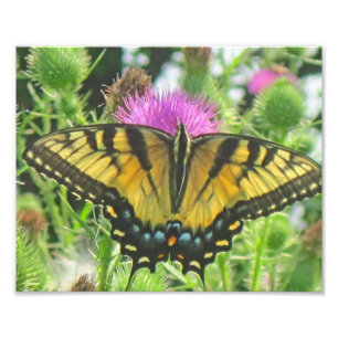 Butterfly Photo Print