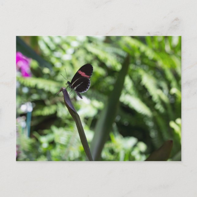 Butterfly Photography Postcard (Front)