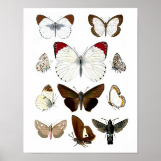 Butterfly Picture 7. Natural History Print