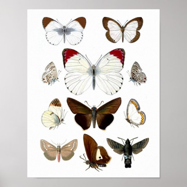 Butterfly Picture 7. Natural History Print (Front)