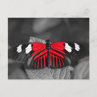 Butterfly Postcard