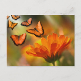 butterfly postcard