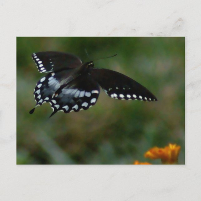 Butterfly Postcard (Front)