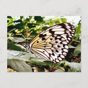 Butterfly Postcard