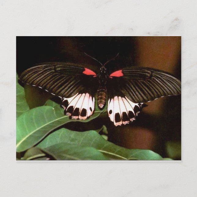 Butterfly Postcard (Front)