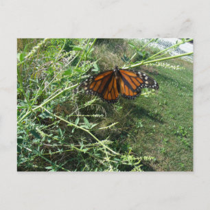 Butterfly Postcard