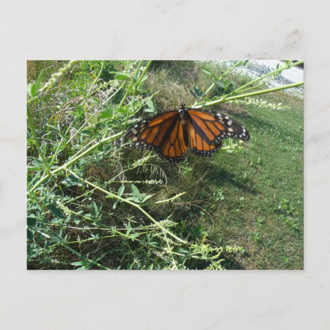 Butterfly Postcard (Front)