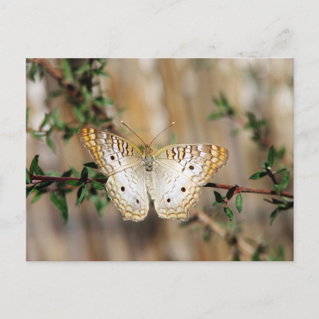 Butterfly Postcard (Front)